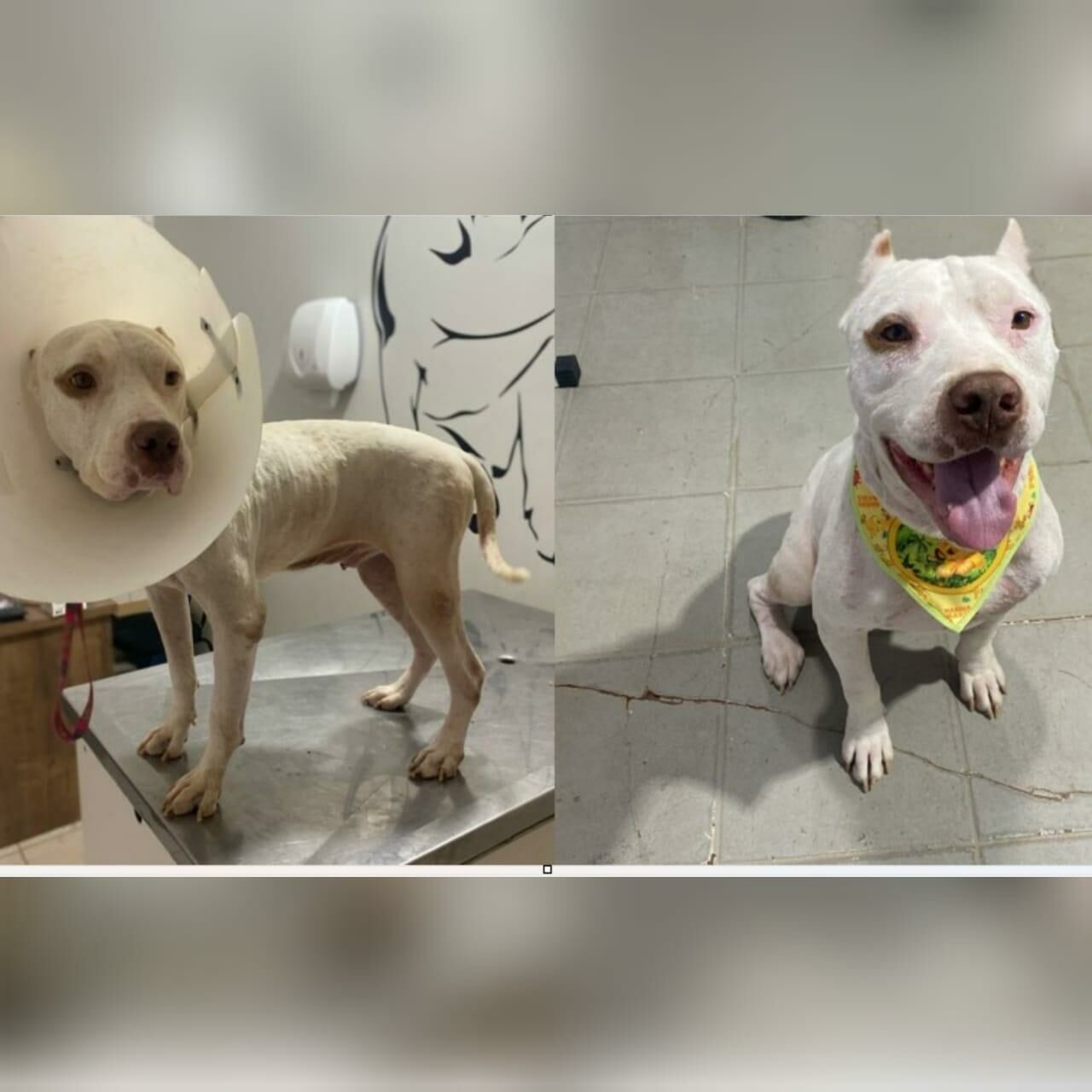 Imagem de compartilhamento para o artigo PM de Costa Rica adota cachorro que sofria maus tratos e emplaca campanha da MS Todo dia